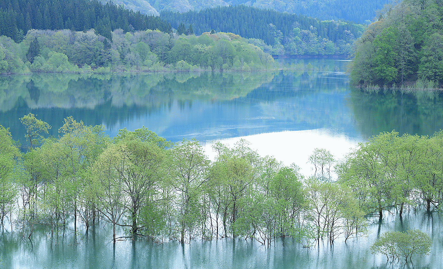 Trees partially submerged in calm lake water with reflections and a forested shoreline in the background.