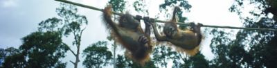 A photograph of orphaned orangutans crossing a tightrope taken on Borneo Island.