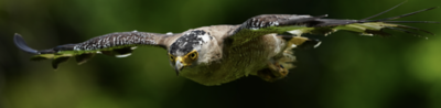 Close-up of a bird of prey flying toward the camera with wings outstretched and a soft green background.