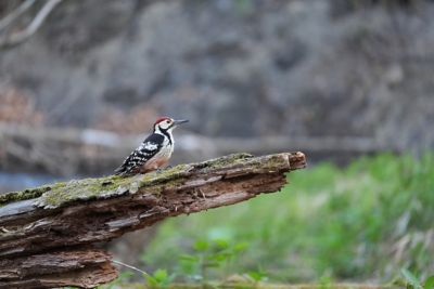 photosample_001