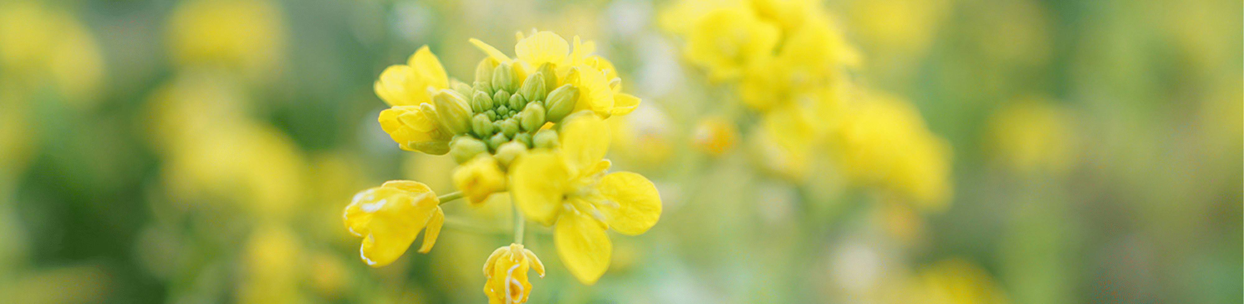 Bilde av gule blomster