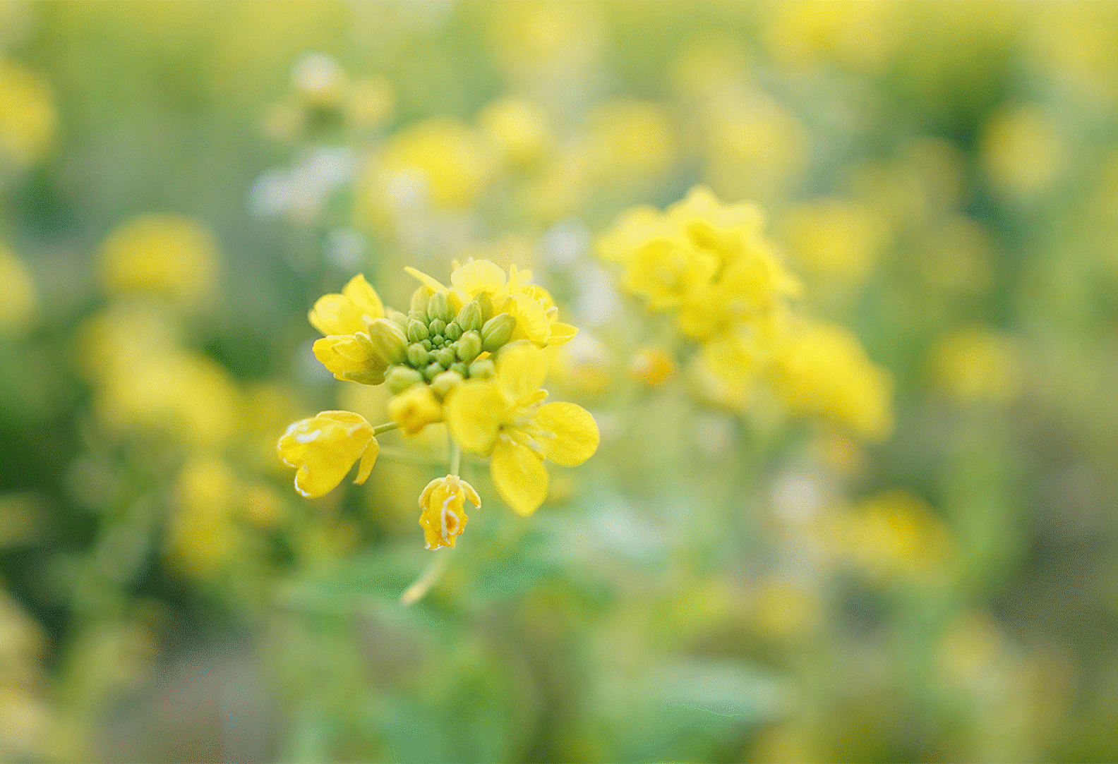 Geltonų gėlių atvaizdas