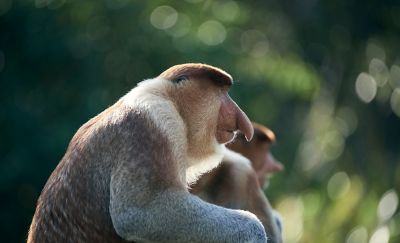 Proboscis monkeys photographed on Borneo Island.