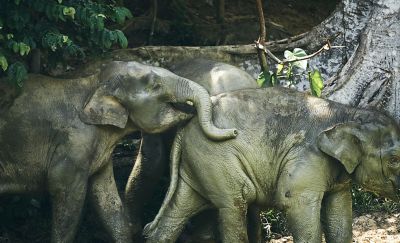 Proboscis monkeys photographed on Borneo Island.