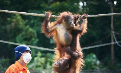 A photograph of orphaned orangutans practicing how to cross a tightrope taken on Borneo Island.