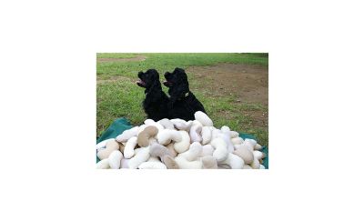 Deux chiens noirs assis dans un parc.