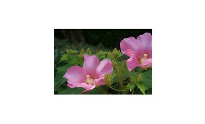 Close-up of pink flowers