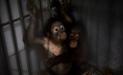 A photograph of orphaned orangutans practicing how to cross a tightrope taken on Borneo Island.