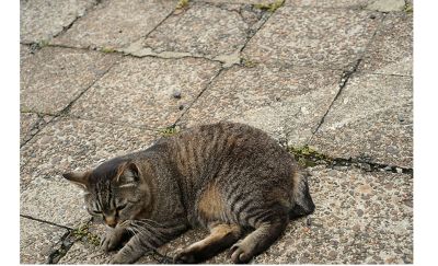 A cat napping on the side of the road.