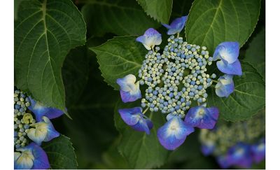 Hydrangea close-up