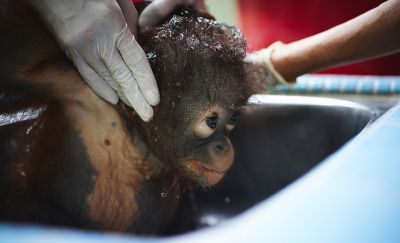 A photograph of orphaned orangutans practicing how to cross a tightrope taken on Borneo Island.