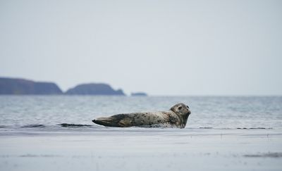 Photo d’un phoque nageant en eau peu profonde, prise sur l’île Rebun.