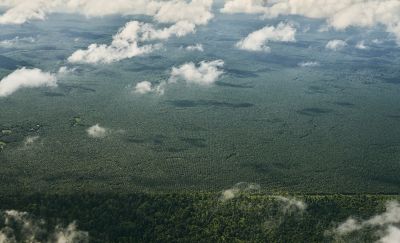 A photograph of palm oil plantations extending toward the horizon taken on Borneo Island.
