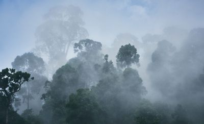 A photograph of trees in the fog taken on Rebun Island.