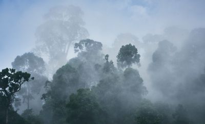 Photo d’arbres dans le brouillard prise sur l’île Rebun.