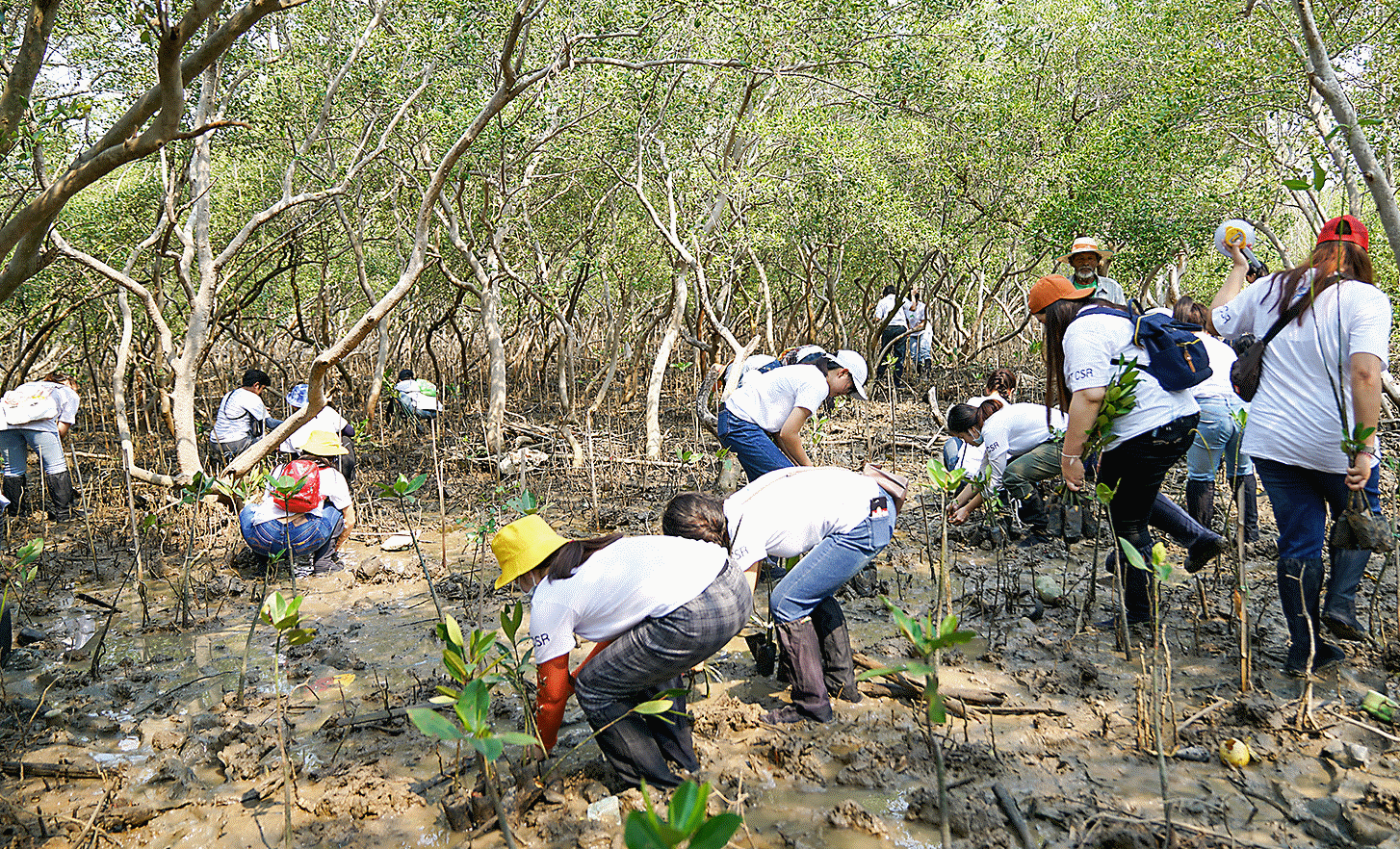 Fotografía que muestra las actividades locales de plantación de árboles de manglar con la participación de empleados del sitio de Tailandia
