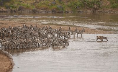 Imagen de ejemplo de una manada de cebras al borde del agua