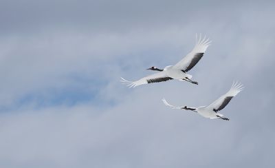 Two white cranes flying side by side against a cloudy sky.