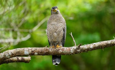 Imagen de ejemplo de un pájaro en la rama de un árbol