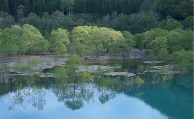 Imagen de ejemplo en la que se muestra una escena de la orilla de un lago con árboles que crecen en él y con el reflejo del follaje sobre el agua