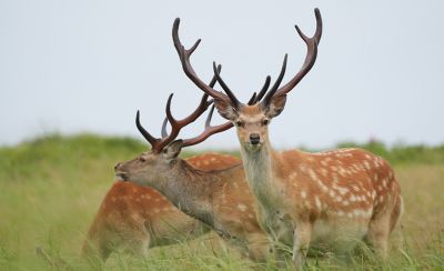 Deer standing in a grassy field, one with large antlers facing the lens.