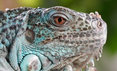 Imagen de ejemplo que muestra un semi perfil en primer plano de una iguana azul