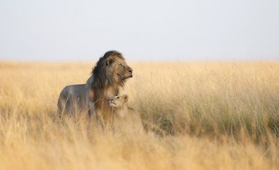 Lions resting in tall golden grass on an open plain.