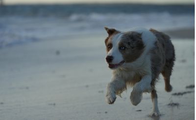 Imagen de ejemplo que muestra a un perro corriendo en la playa al atardecer
