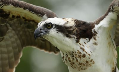 Close-up of a bird of prey in flight with wings extended and a blurred background.