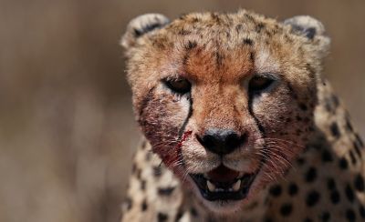 Close-up of a cheetah, looking toward the camera against a blurred background.