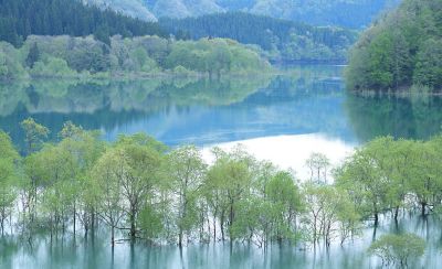 Trees partially submerged in calm lake water with reflections and a forested shoreline in the background.