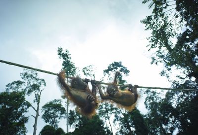 Photo d’orangs-outans orphelins traversant une corde raide, prise sur l’île de Bornéo.