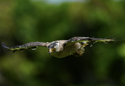 Close-up of a bird of prey flying toward the camera with wings outstretched and a soft green background.