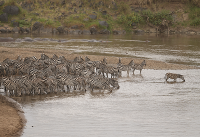Imagen de ejemplo de una manada de cebras al borde del agua