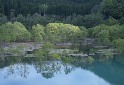 Exemple d'image montrant un paysage de lac avec des arbres sortant du lac et le reflet des feuilles sur l'eau