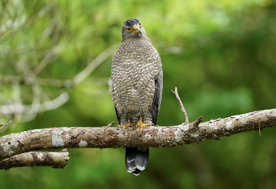 Imagen de ejemplo de un pájaro en la rama de un árbol