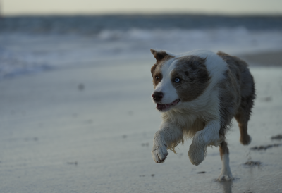 Exemple d'image montrant un chien courant sur la plage au coucher du soleil