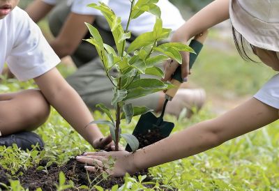 Photograph showing children involved in planting activity