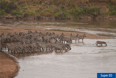 Imagen de ejemplo de una manada de cebras al borde del agua