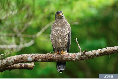 Imagen de ejemplo de un pájaro en la rama de un árbol
